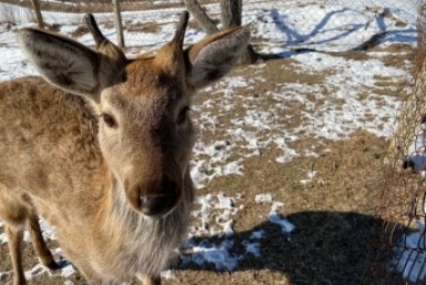 Какой красавчик! Анна Франц