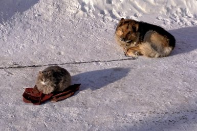 Трогательная дружба: собака и кошка вместе переживают морозы на автостоянке Юлия Ушакова, ИА IrkutskMedia