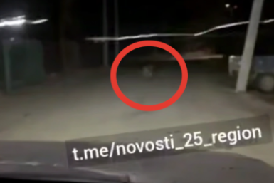 Скриншот Tg-канал &quotnovosti_25_region&quot (18+)