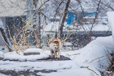 Высотная ложбина принесёт снег и сильный ветер в Приморье 26 февраля