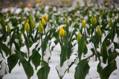 Обильный снег с дождем атакует Владивосток в ближайшие дни — актуальный прогноз