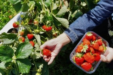 Взболтала 1:10 и "бухнула" под корень: клубника слаще меда — навоз теперь в пролете