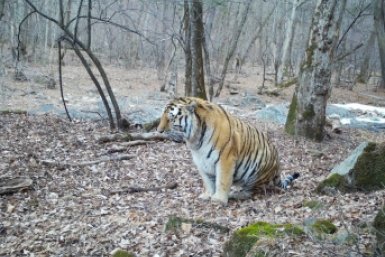 Сытый тигр попал в фотоловушку в Лазовском заповеднике в Приморье Объединенная дирекция Лазовского заповедника и национального парка &quotЗов тигра&quot