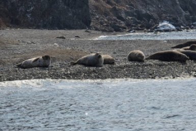 Ларги на берегу Пресс-служба национального парка &quotЗемля леопарда&quot