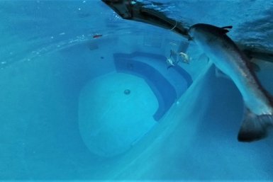 В дельфинарии завершился второй этап эксперимента по обогащению среды Пресс-служба Приморского океанариума