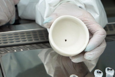 Более 20 обращений с клещами зафиксировали в Приморье Пресс-служба правительства Приморского края