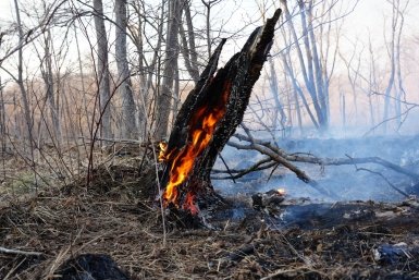Более 2,7 тысяч га выгорело за сутки в Приморье пресс-служба Министерства лесного хозяйства, охраны окружающей среды, животного мира и природных ресурсов Приморья