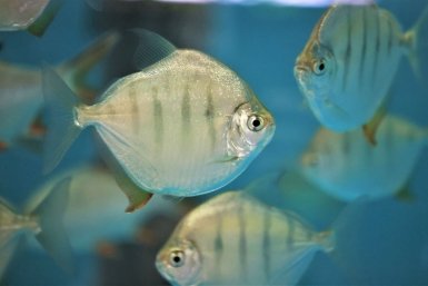 Пираньи-вегетарианцы с человеческими зубами появились в Приморском океанариуме Пресс-служба Приморского океанариума