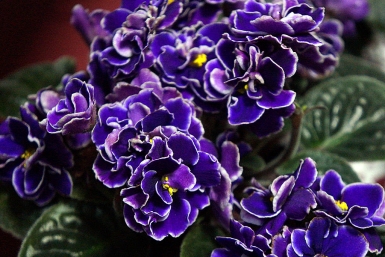 1 ложка в воду — и фиалка цветёт пышным куполом без остановки