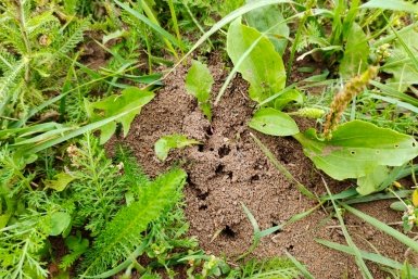 4 ложки сахара — и муравьи уносят яд в гнездо и гибнут всей колонией за 2 недели