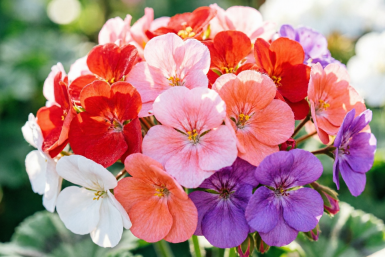 1 решающая подкормка в мае, и герань — императрица балкона: цветет без остановки до самых заморозков