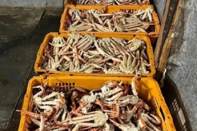 Двоих жителей Приморья осудили за незаконную добычу краба на 11 млн рублей пресс-служба УФСБ по Приморскому краю