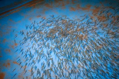 Нефтепорт Козьмино выпустил более 10,5 тысяч мальков кеты в реку Барабашевку ИА PrimaMedia