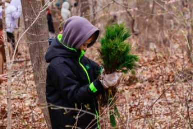 Сотни горожан высадили саженцы сосны корейской на территории форта №1 во Владивостоке Егор Петров