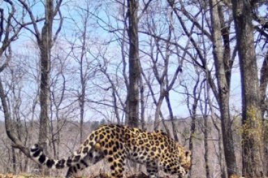 Леопард устроил брейк-данс в Приморье пресс-служба ФГБУ &quotЗемля леопарда&quot