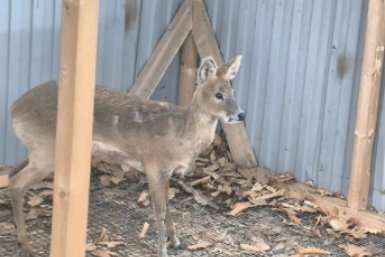 Водяной олень ТГ-канал Центра &quotТигр&quot