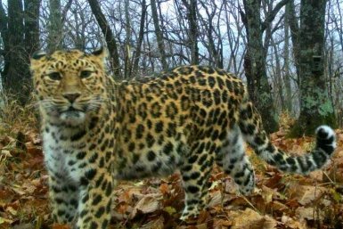 Необычный взгляд леопарда попал в объектив фотоловушки на юге Приморья пресс-служба ФГБУ &quotЗемля леопарда&quot