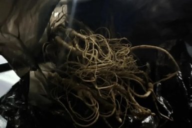 Иностранца с 35 корнями реликтового растения поймали на границе в Приморье пресс-служба УФСБ по Приморскому краю