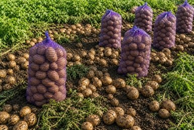 Тематическое фото Сгенерировано ИИ