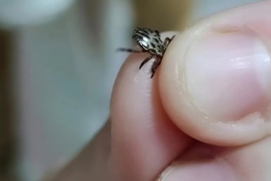 2 капли на кроссовки — и клещи не подойдут даже на метр: старый проверенный рецепт