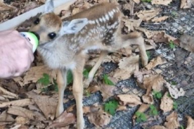 Очередной &quotспасённый&quot косулёнок попал в центр &quotТигр&quot в Приморье Пресс-служба МинПрироды Приморья