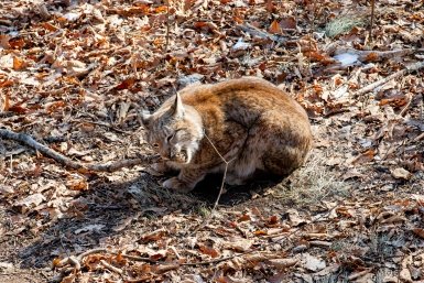 Лисы Мария Смитюк, ИА PrimaMedia.ru