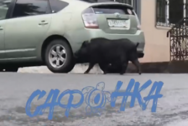 Чёрный кабан на улице Владивостока является домашней вьетнамской свиньёй скриншот видео телеграм-канала (16+) &quotСафонка&quot