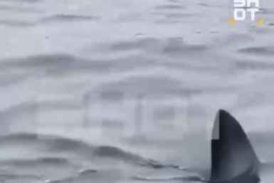 Крупная акула попала на видео прямо у берегов Владивостока - кадры с места