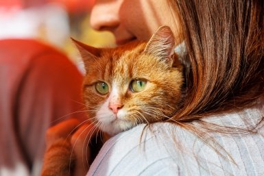5 самых умных кошек в мире, которые легко обведут хозяина вокруг пальца — рейтинг пород