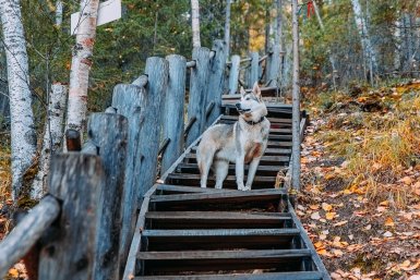 7 самых умных и послушных пород собак — тихие, не шкодят и команды учат с первого раза