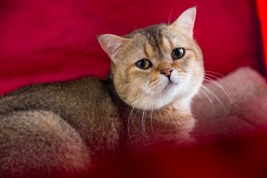 5 кошек с верностью служебной собаки: ходят "хвостом" и не отлипают от рук хозяина