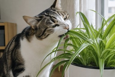 Кошка жуёт цветы Сгенерировано ИИ