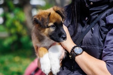 Собаки с кошачьим характером: 5 пород, которые разве что не мурлычут — список милах