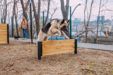 1 из 25 хозяев "обуздает" эти 3 породы собак — разнесут дом и сгрызут всю мебель