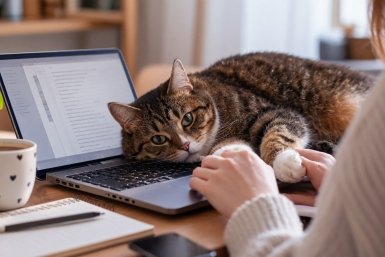Кошка перед ложится экраном не случайно: что она проверяет