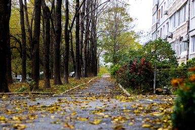 Весь город укрылся ковром из листьев: масштабные, но красивые последствия циклона — фото