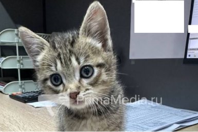 Слёзы наворачиваются: пропажа котёнка "подняла на уши" соцсети — дошло до полиции