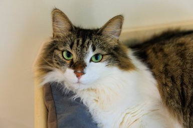 "Мотают на ус" лучше любой собаки: 3 команды, которым нужно обучить каждую кошку
