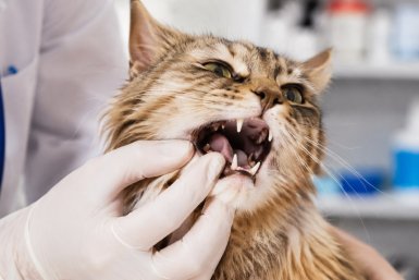 Резкий запах изо рта у кошки: когда без ветеринара не обойтись