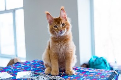 кот Илья Аверьянов, ИА PrimaMedia.ru
