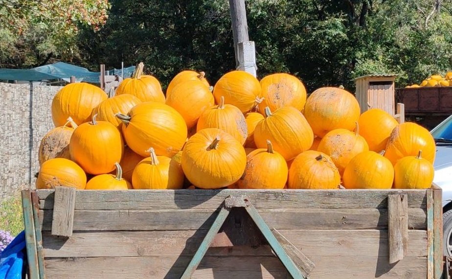 Тематическое фото ИА PrimaMedia, Кулакова Ксения