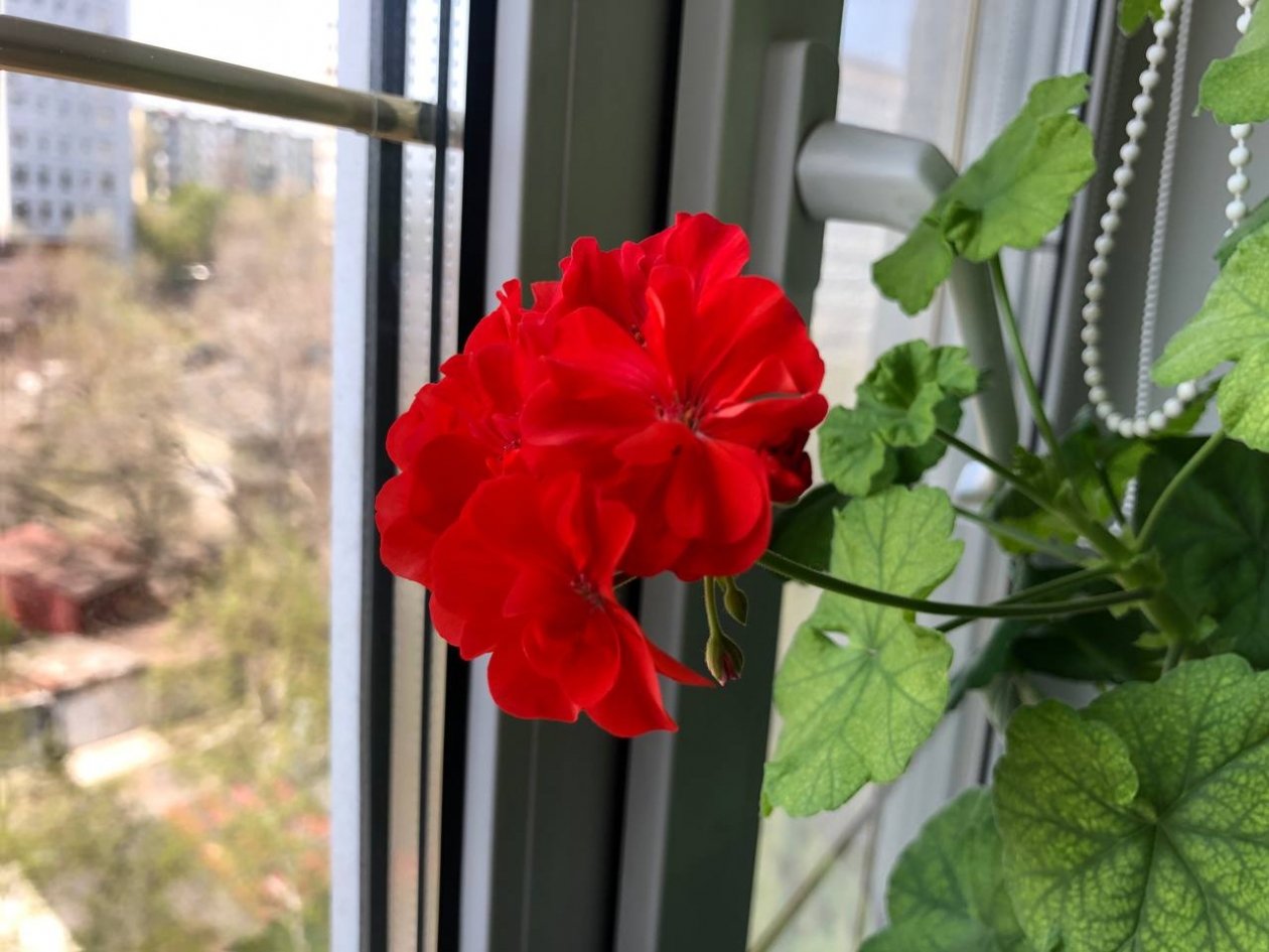 Тематическое фото Инна Дюкарева ИА PrimaMedia