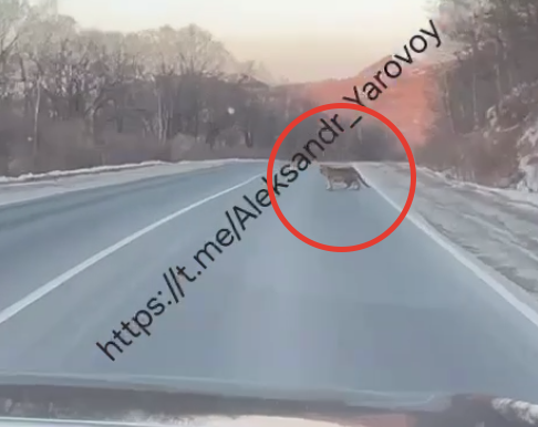 Скрин из видео тг-канал Aleksandr_Yarovoy (18+)