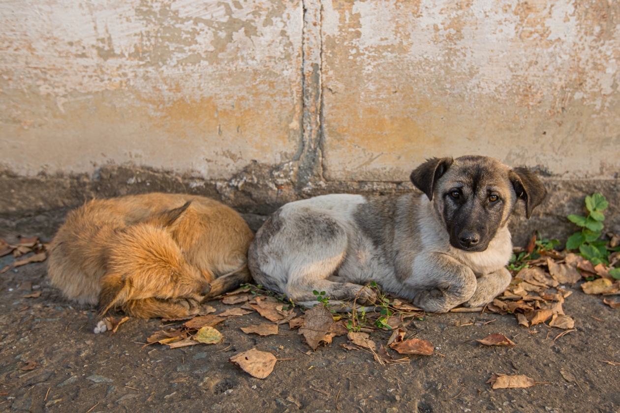 щенок, бездомные животные, приют, собака, щенки Мария Смитюк, ИА PrimaMedia