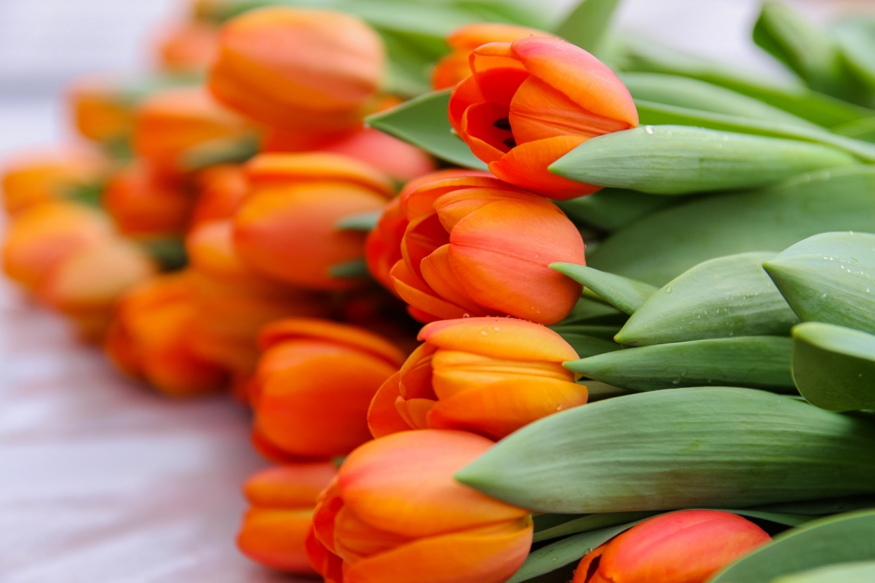 Тюльпаны Юлия Ушакова, ИА IrkutskMedia