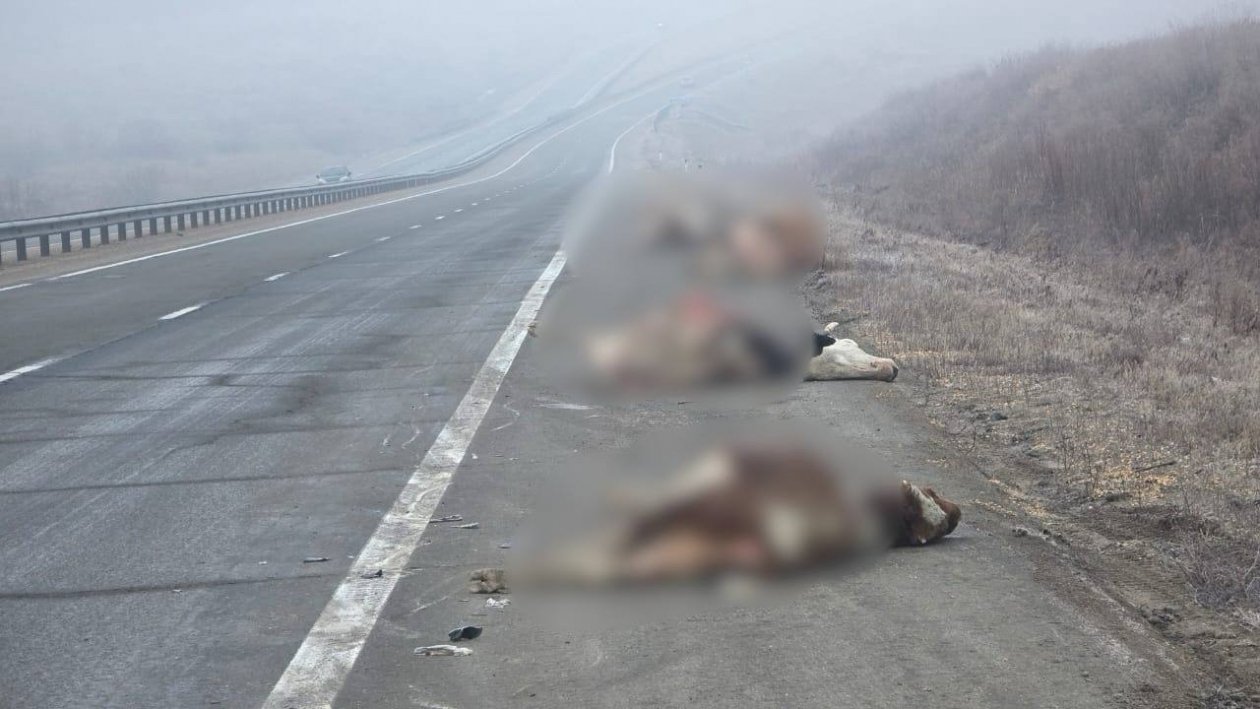 Фото очевидцев Полиция Приморья