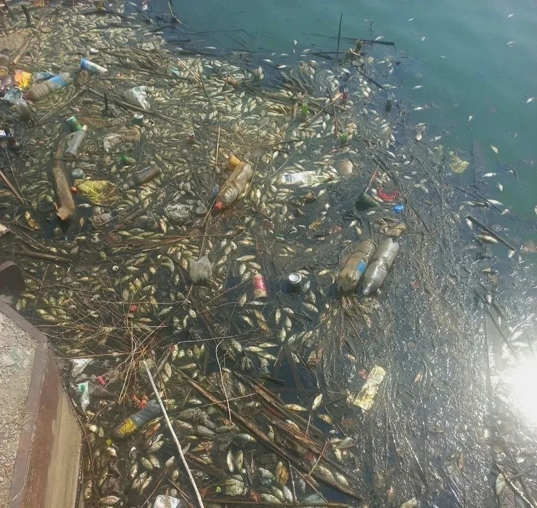 В прокуратуре бьют тревогу из-за загрязнения озера в Партизанске tg-канал &quotnewsvlru&quot (18+)