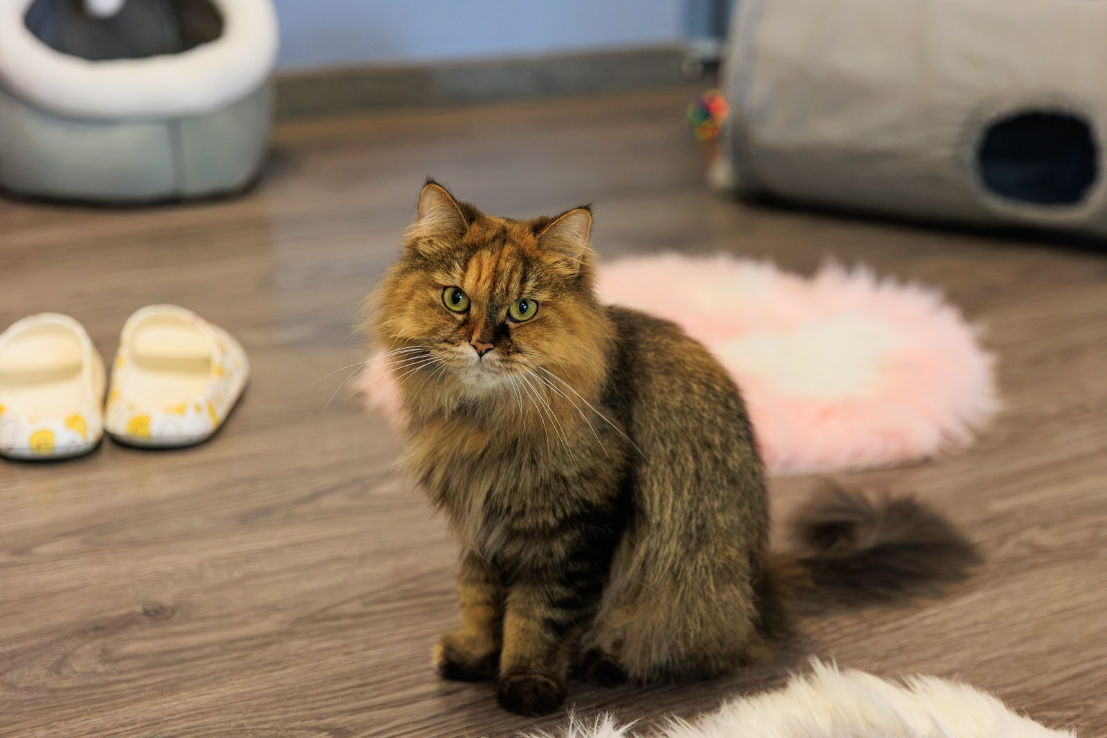 Кошка Малютка