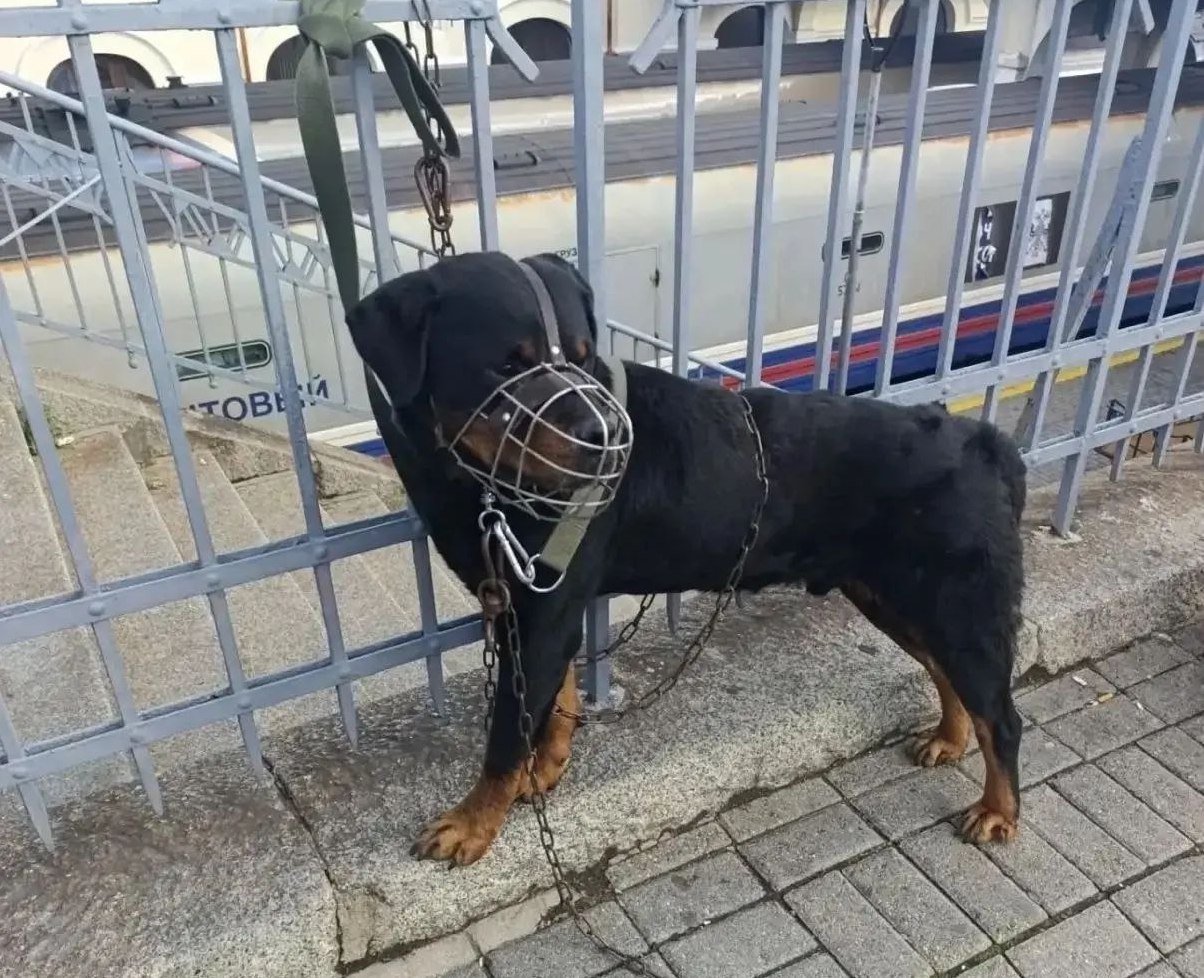 Скриншот